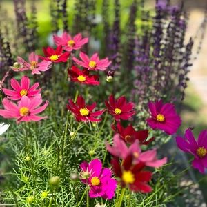 Meet your Posher, Cecile